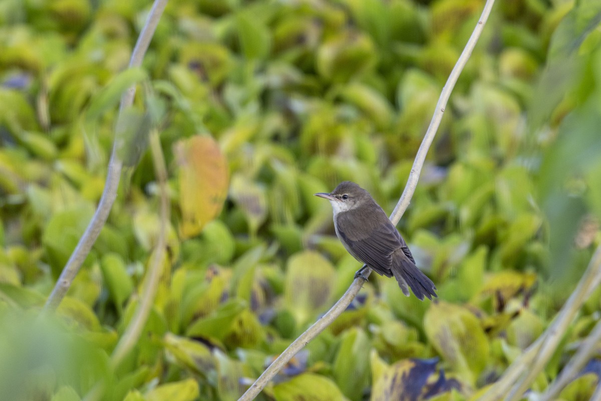 קנית אפריקנית - ML645482390