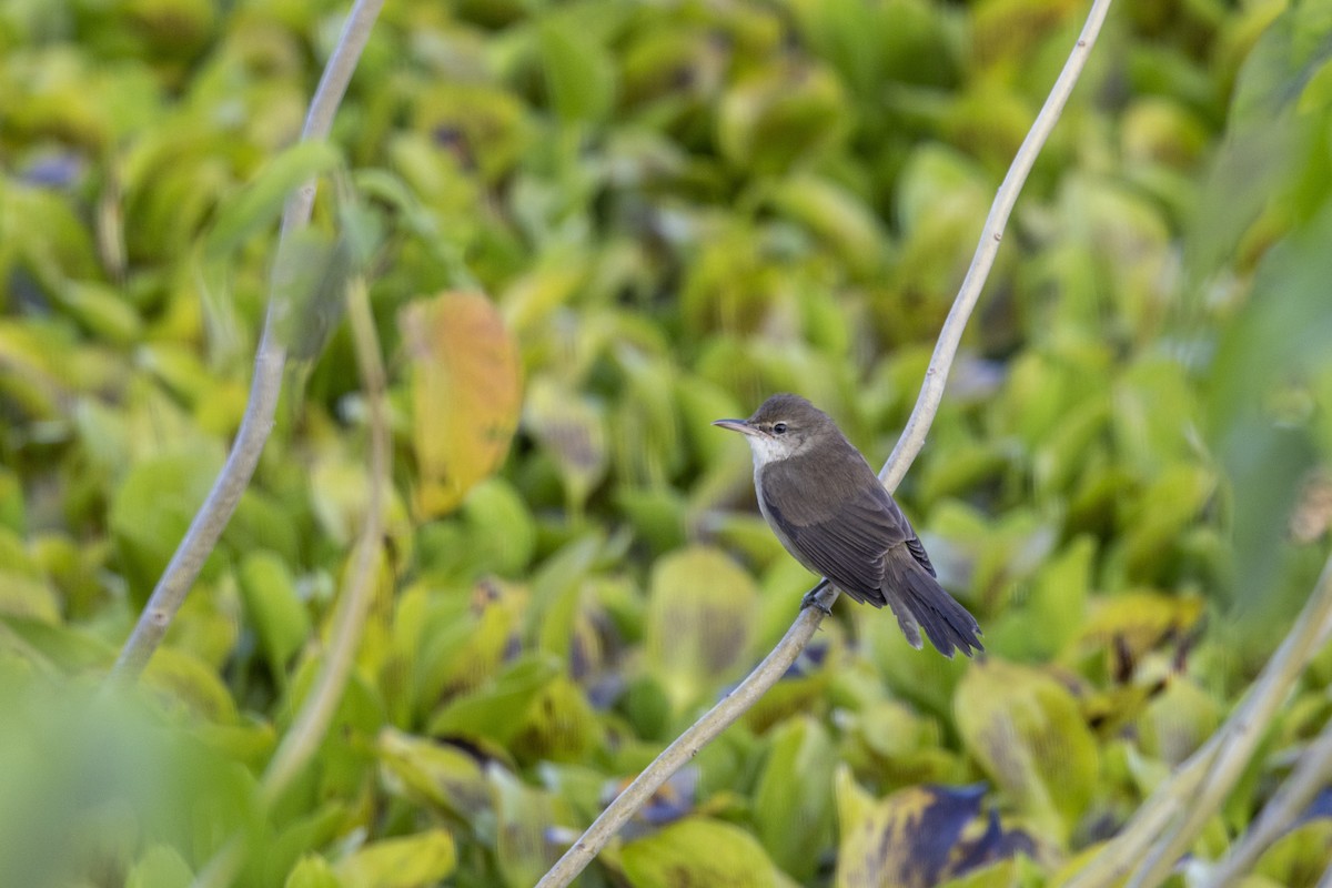 קנית אפריקנית - ML645482391
