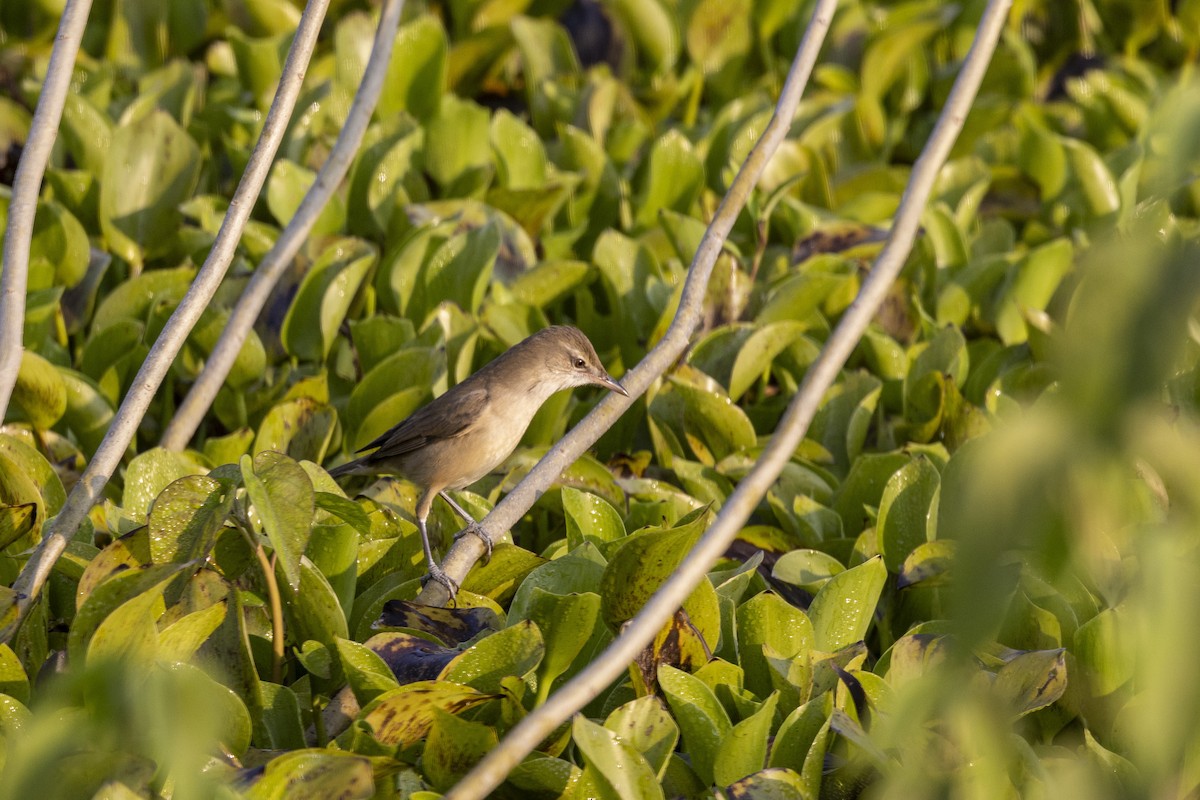 קנית אפריקנית - ML645482392