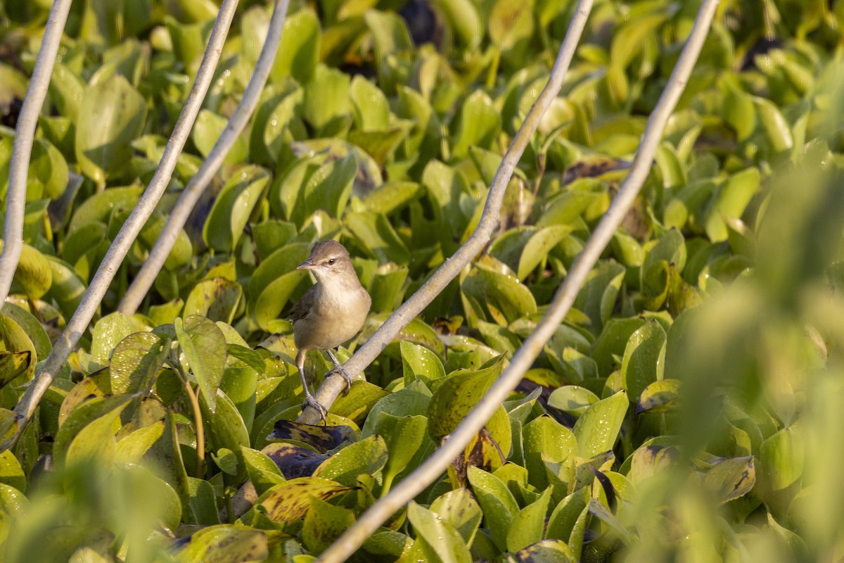 קנית אפריקנית - ML645482393