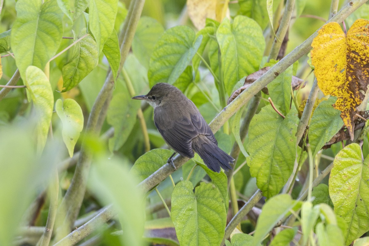 קנית אפריקנית - ML645482394
