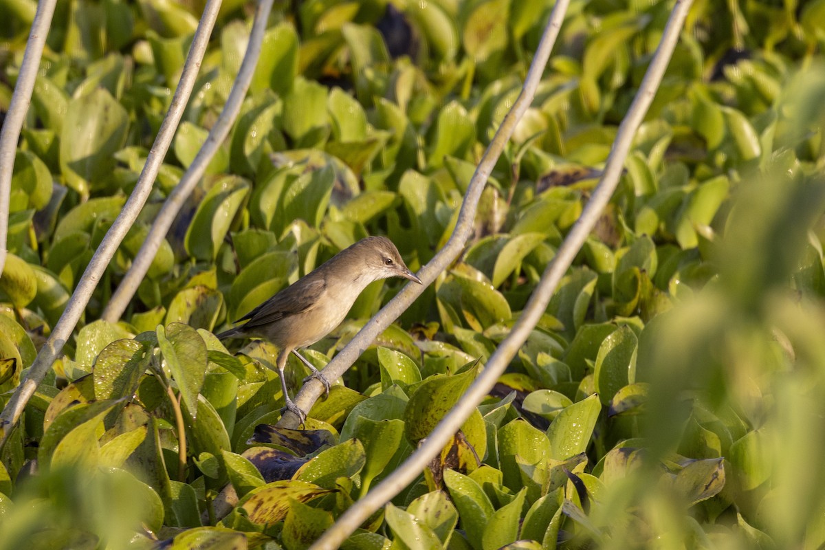 קנית אפריקנית - ML645482396