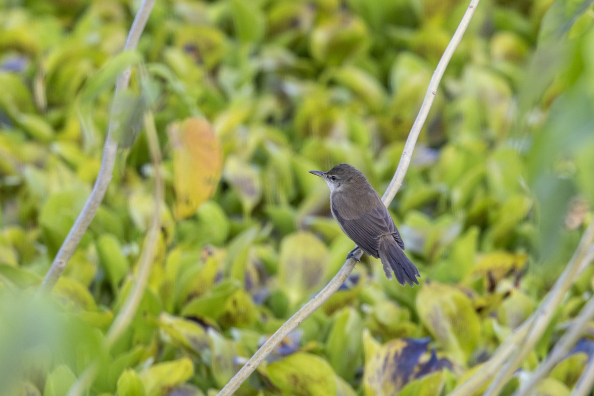 קנית אפריקנית - ML645482397