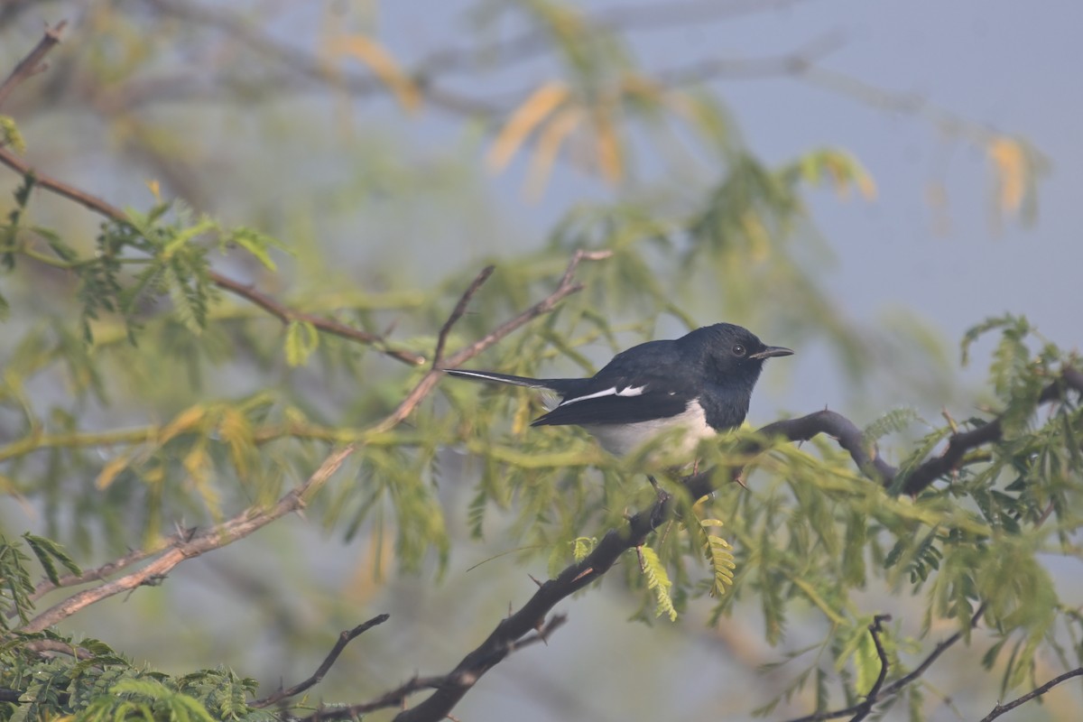 Oriental Magpie-Robin - ML645482405
