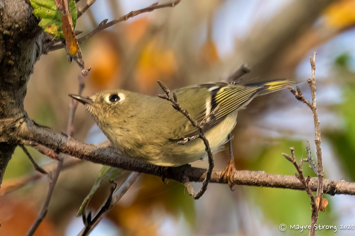Ruby-crowned Kinglet - ML645482407