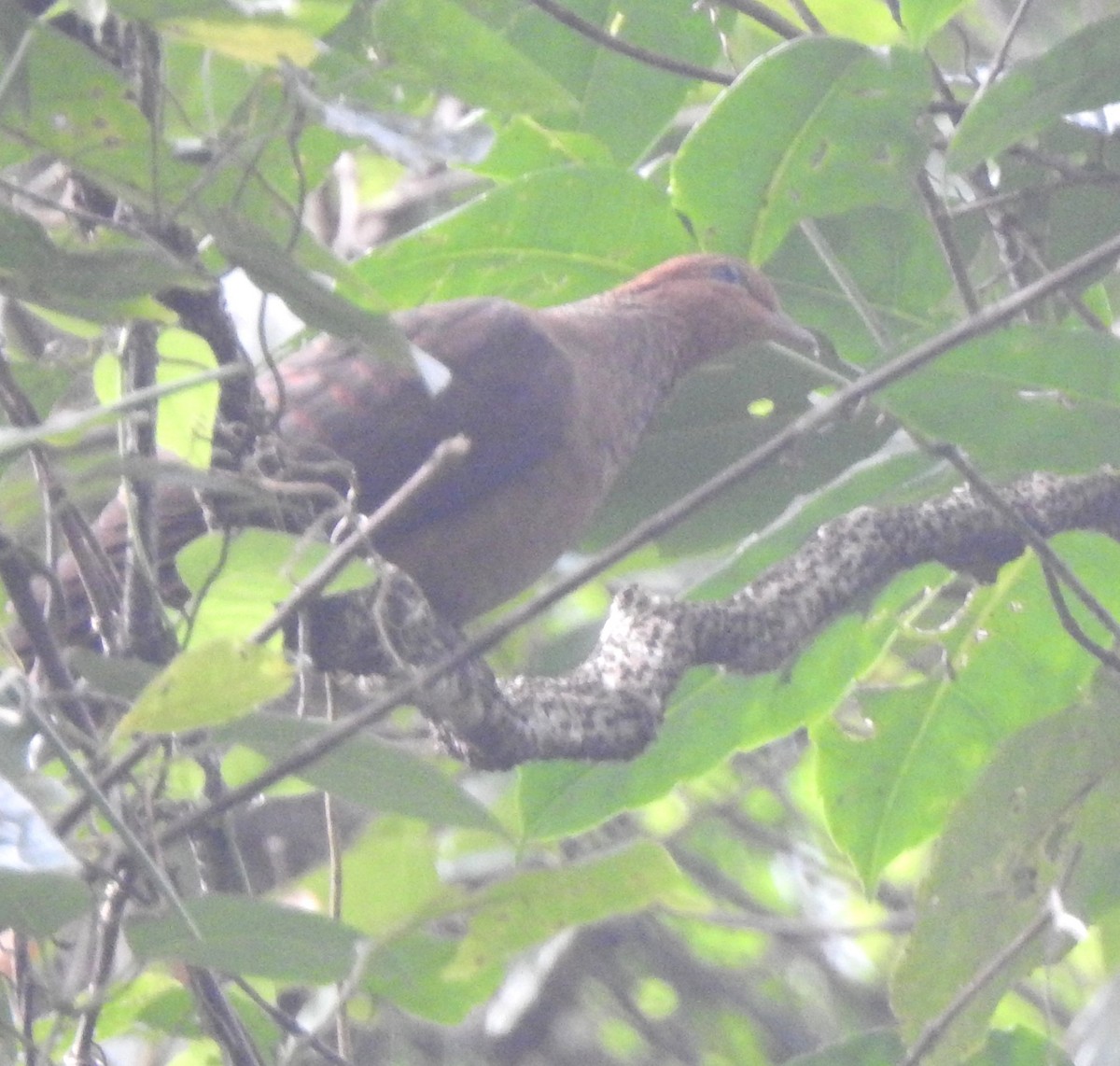 Kızıl Guguk Kumrusu - ML645482408