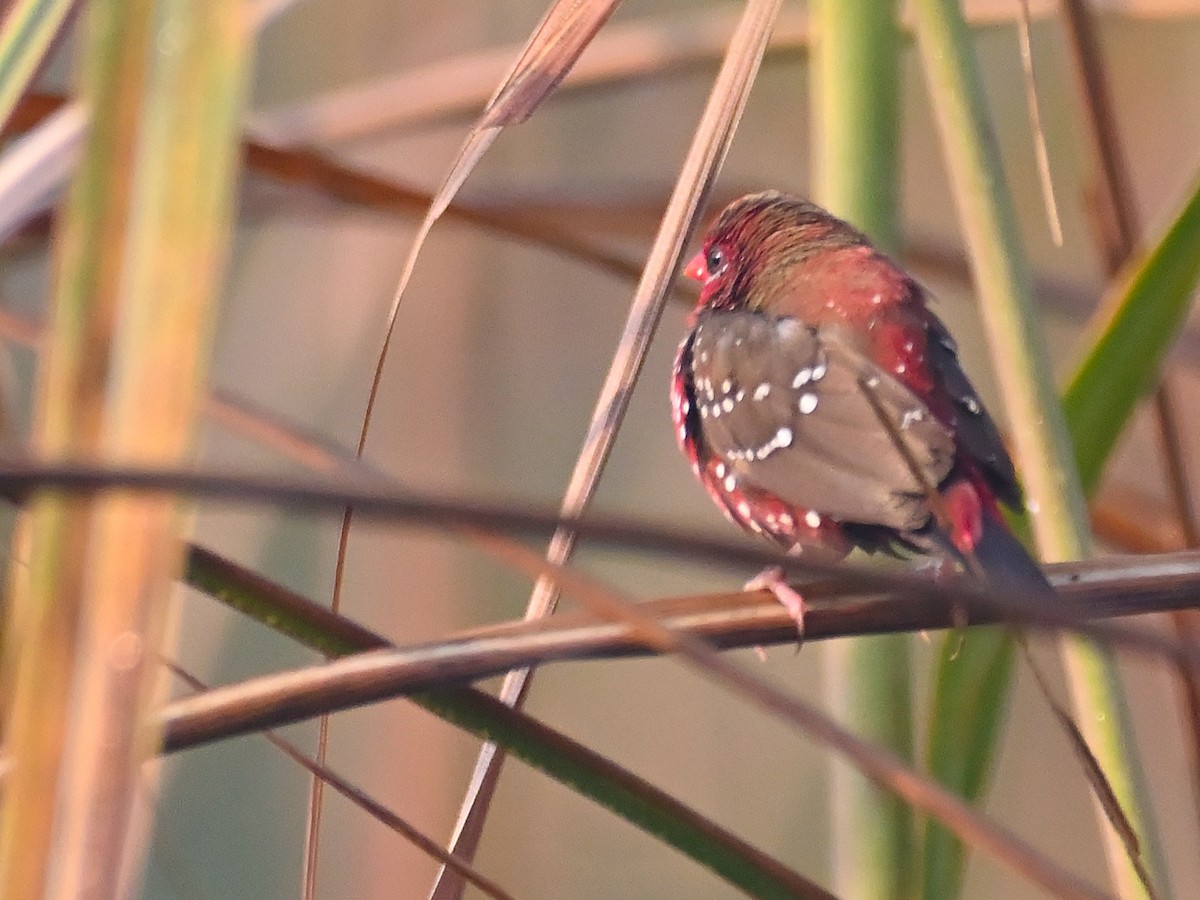 Red Avadavat - ML645482411