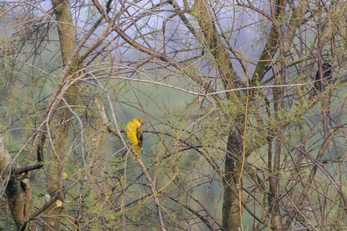 Indian Golden Oriole - ML645482412