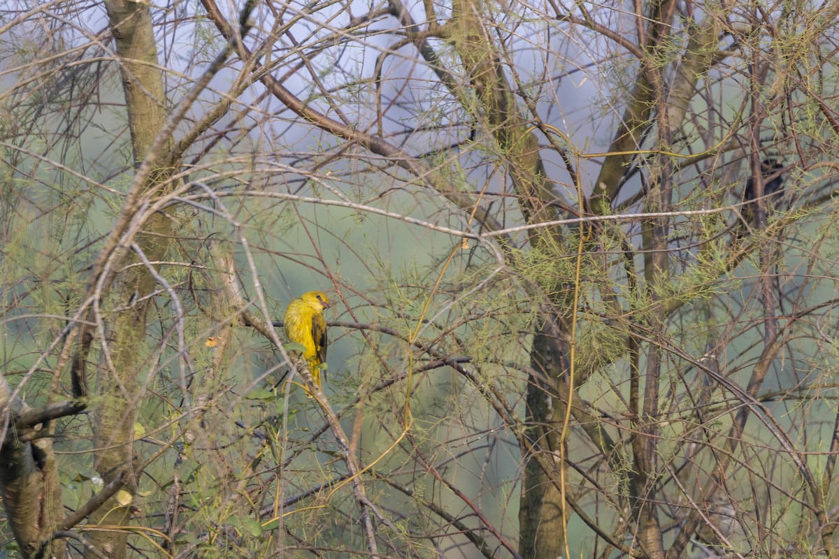 Indian Golden Oriole - ML645482413
