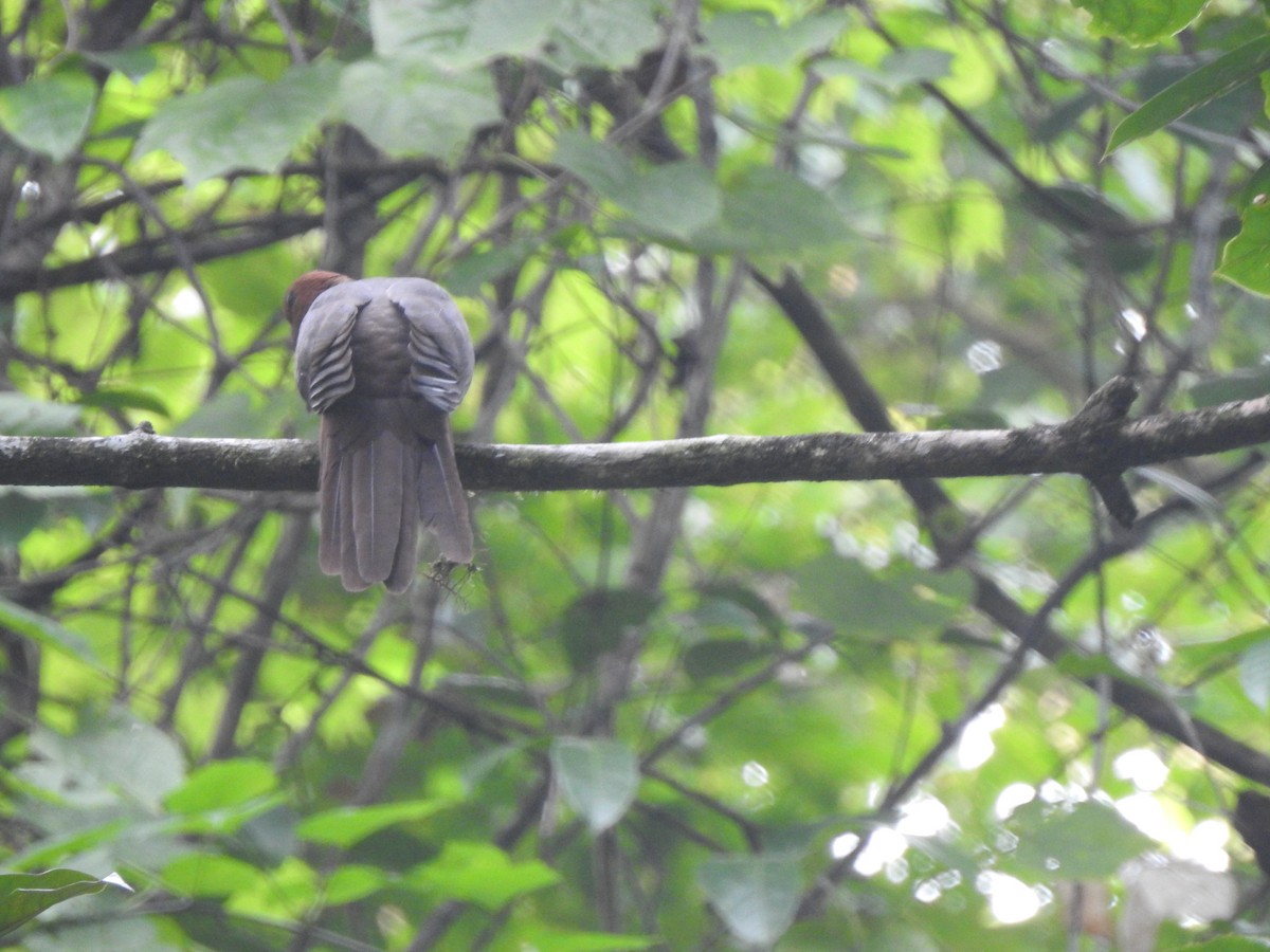 Kızıl Guguk Kumrusu - ML645482416