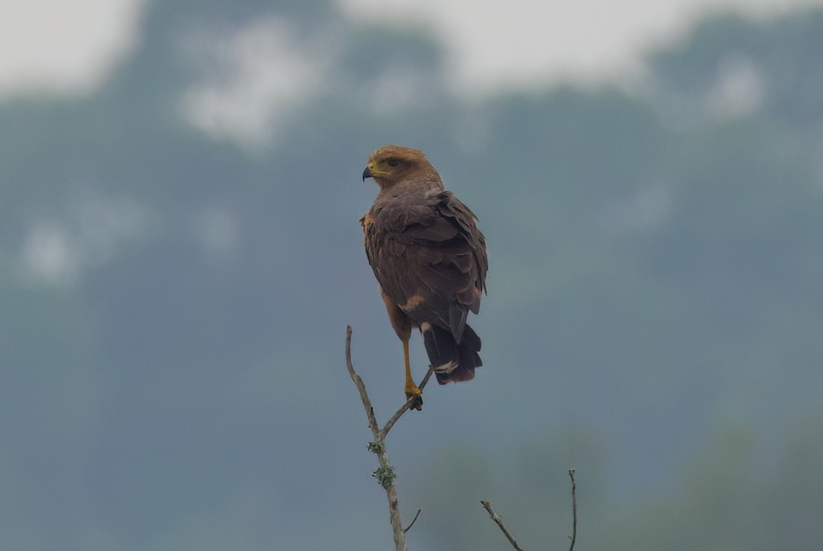 Саванный крабоед - ML645482417