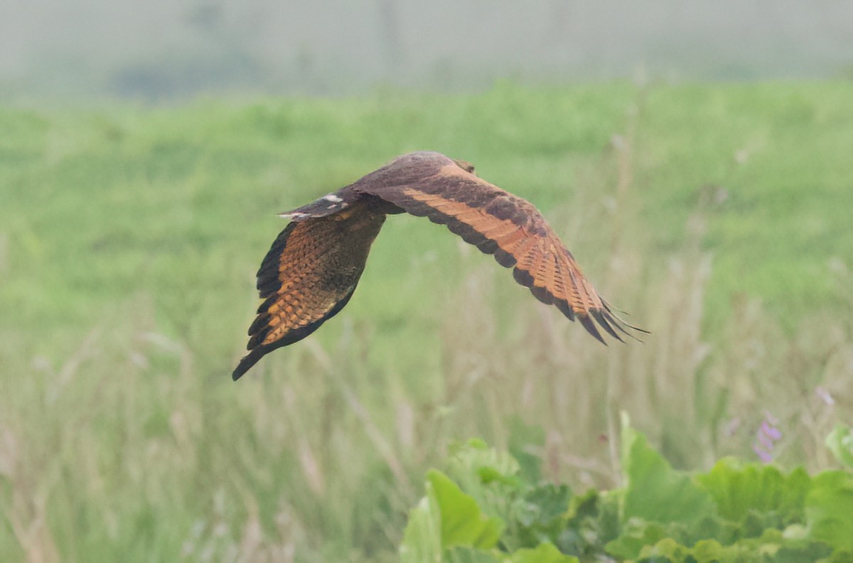 Саванный крабоед - ML645482418