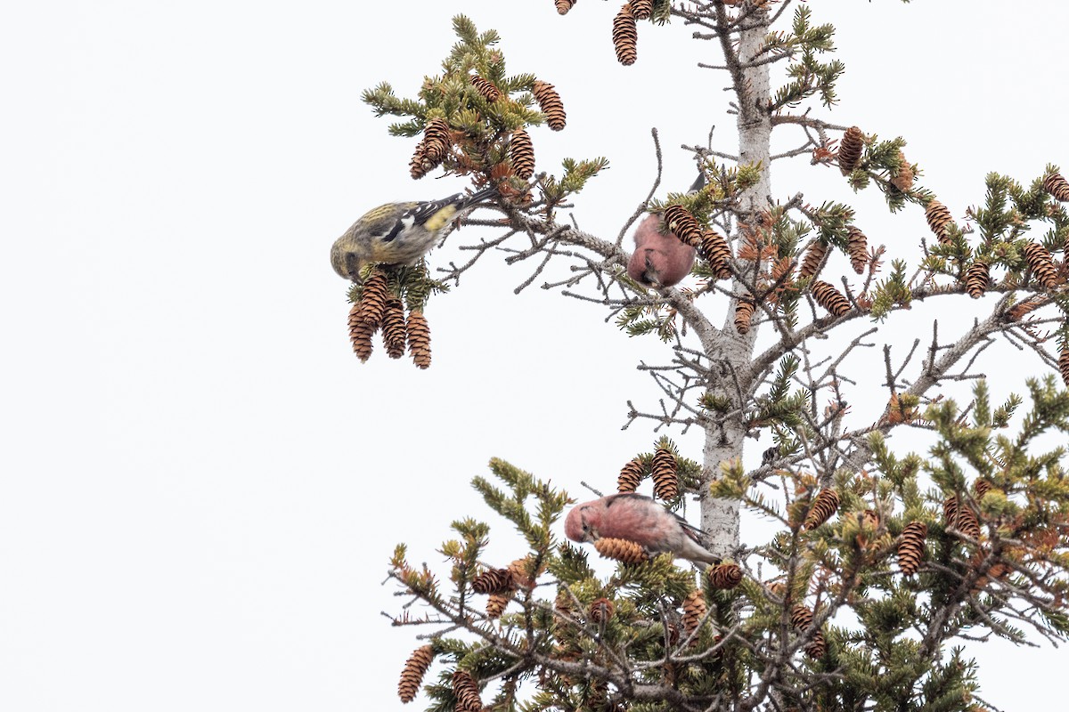 Ak Kanatlı Çaprazgaga - ML645482419