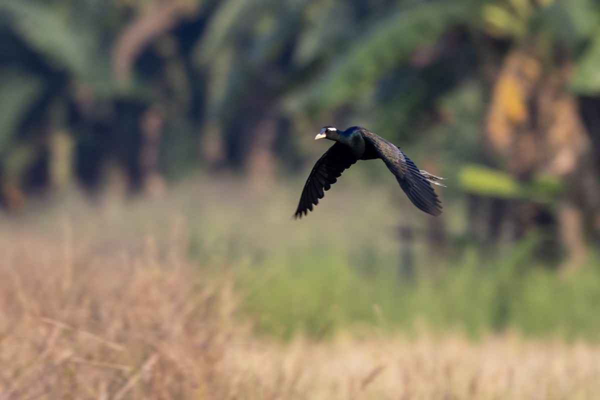 Бронзовокрылая якана - ML645482422