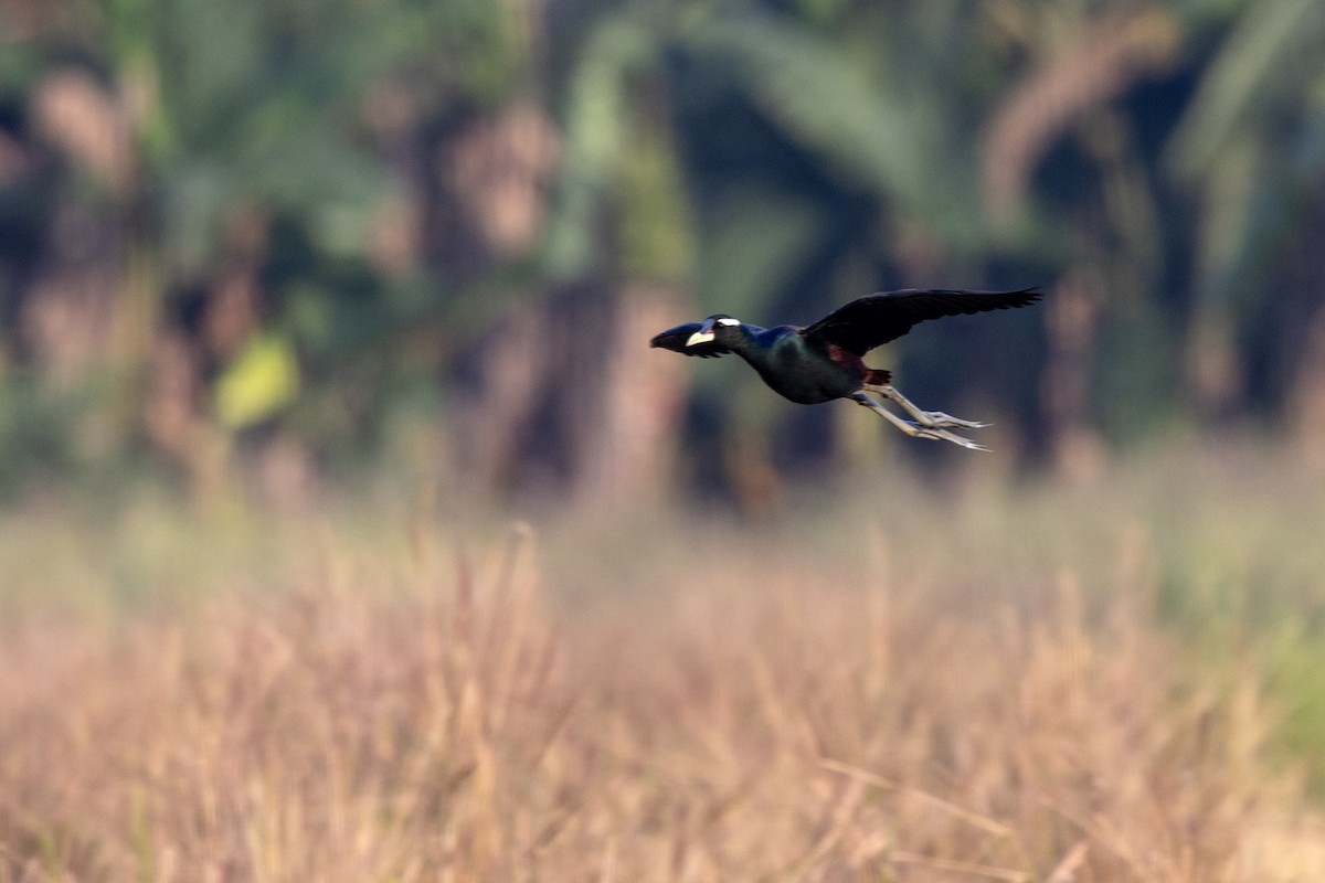 Бронзовокрылая якана - ML645482423