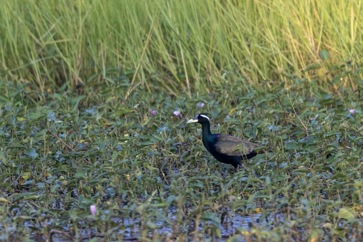Бронзовокрылая якана - ML645482424