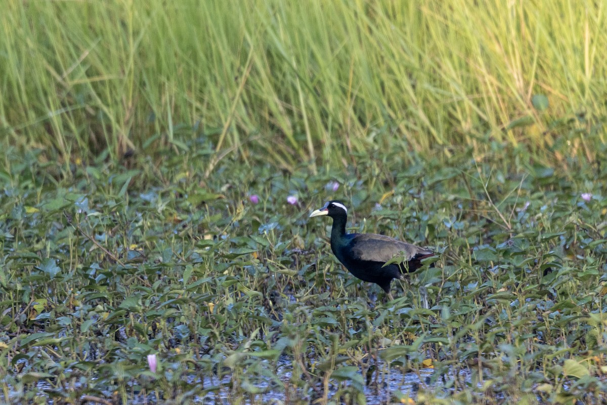 Бронзовокрылая якана - ML645482425