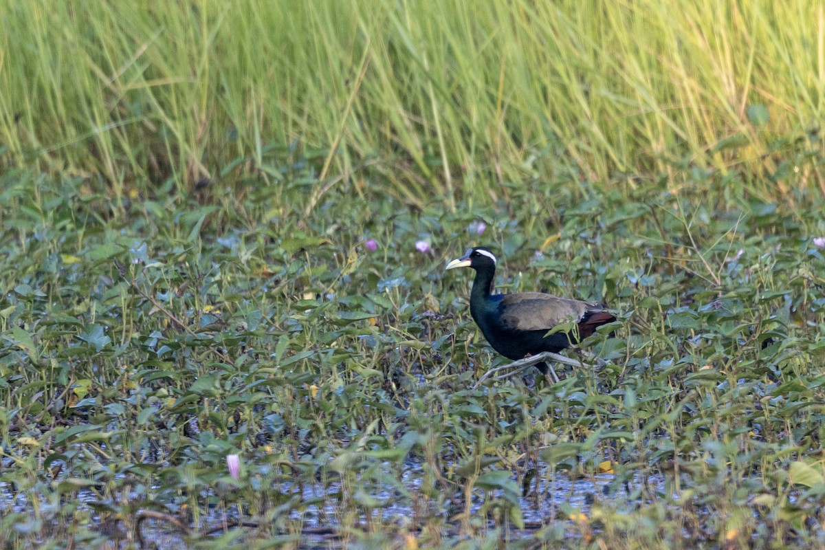 Бронзовокрылая якана - ML645482427