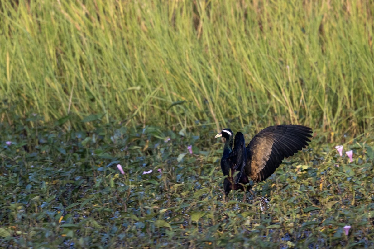 Бронзовокрылая якана - ML645482428