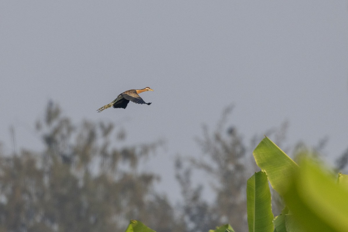 Бронзовокрылая якана - ML645482429