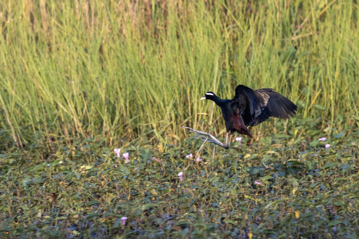 Бронзовокрылая якана - ML645482430