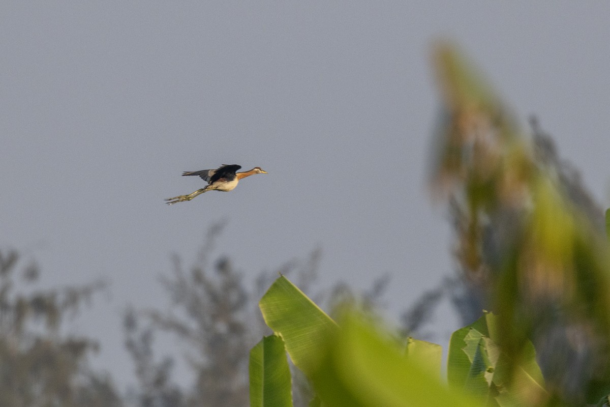 Бронзовокрылая якана - ML645482431