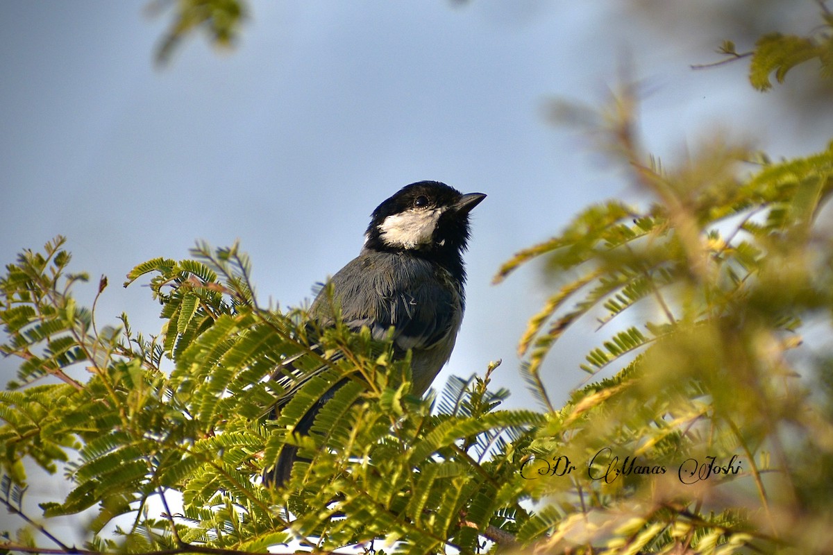 Asian Tit (Cinereous) - ML645482437