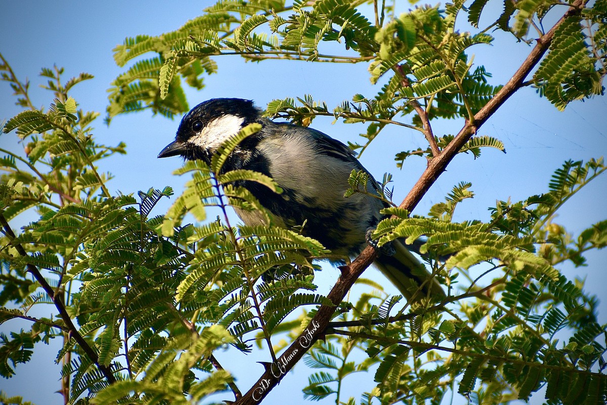 Asian Tit (Cinereous) - ML645482438