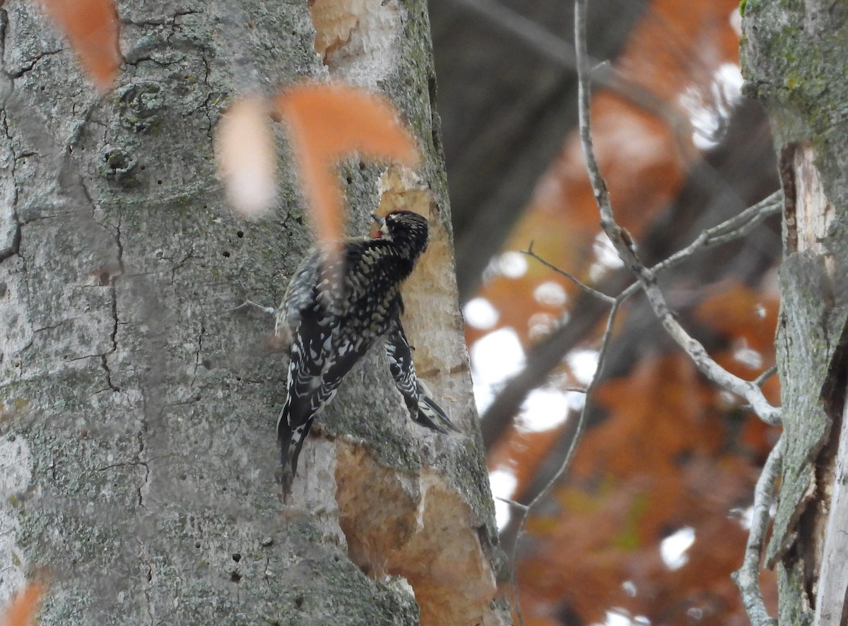 Yellow-bellied Sapsucker - ML645482441