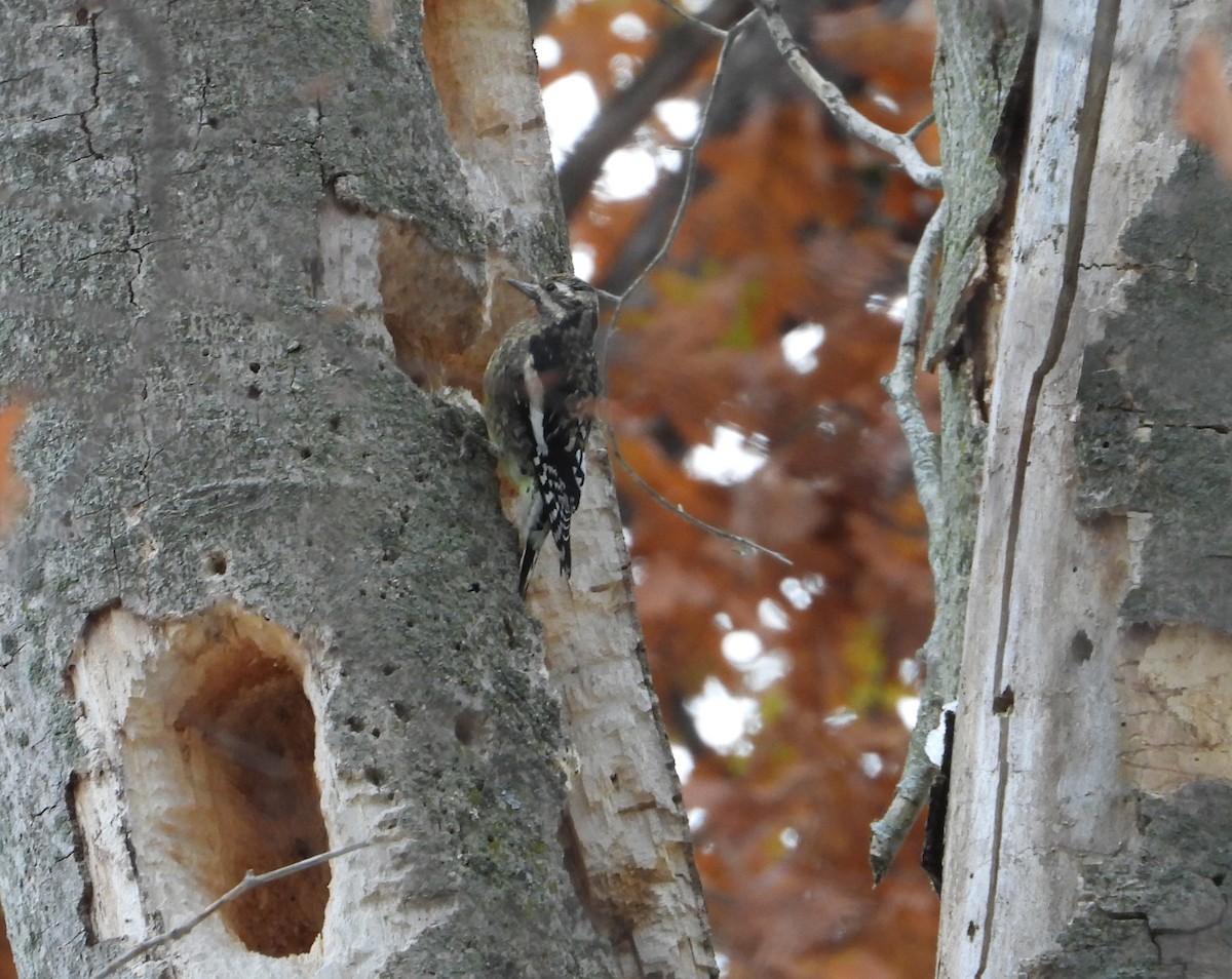 Yellow-bellied Sapsucker - ML645482442