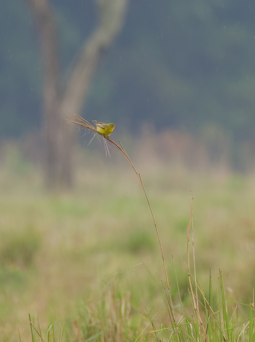 Короткоклювый зерноед - ML645482451