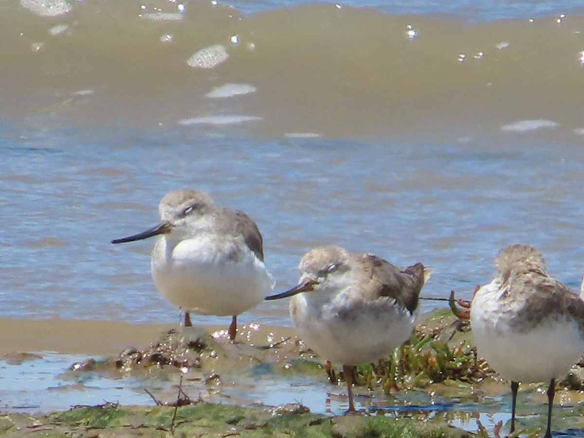 Terek Sandpiper - ML645482454