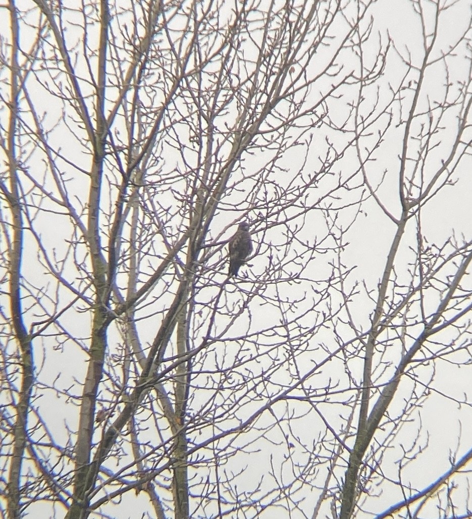 hawk sp. - ML645482458