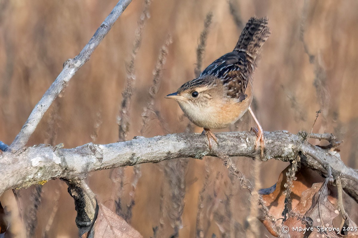 Sedge Wren - ML645482463