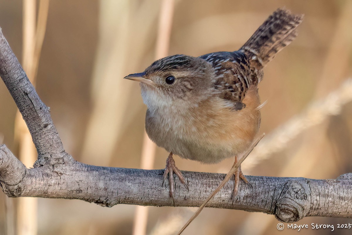 Sedge Wren - ML645482464