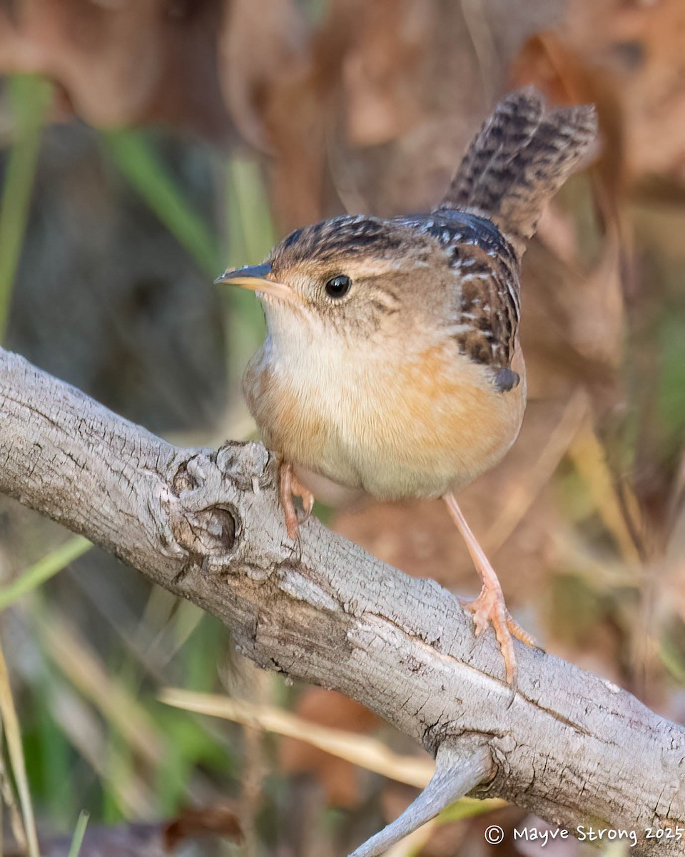 Sedge Wren - ML645482465