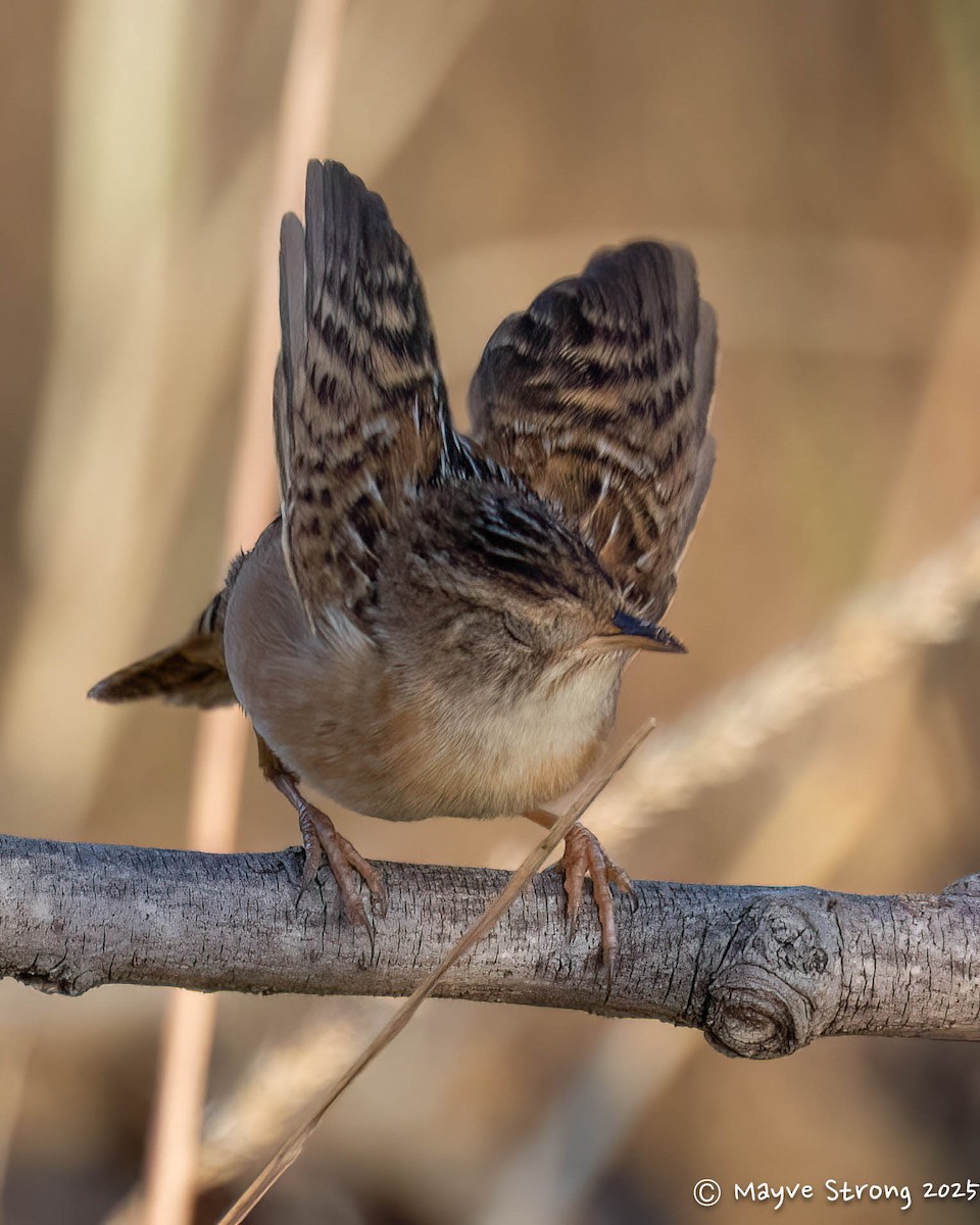 Sedge Wren - ML645482466