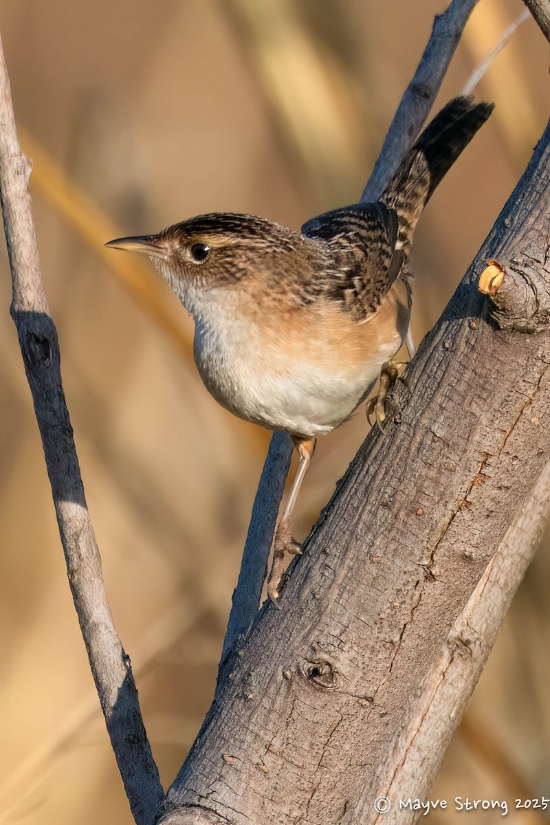Sedge Wren - ML645482467