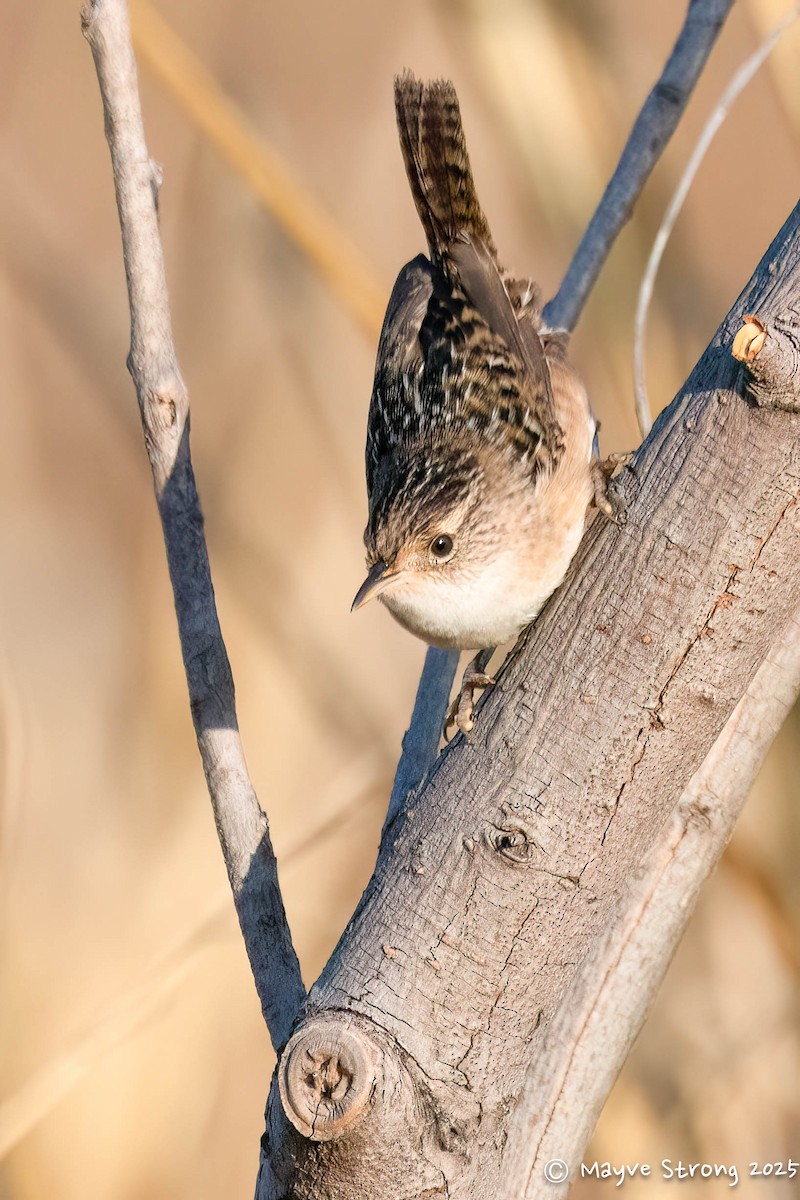 Sedge Wren - ML645482468