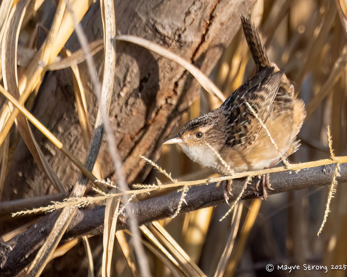 Sedge Wren - ML645482469