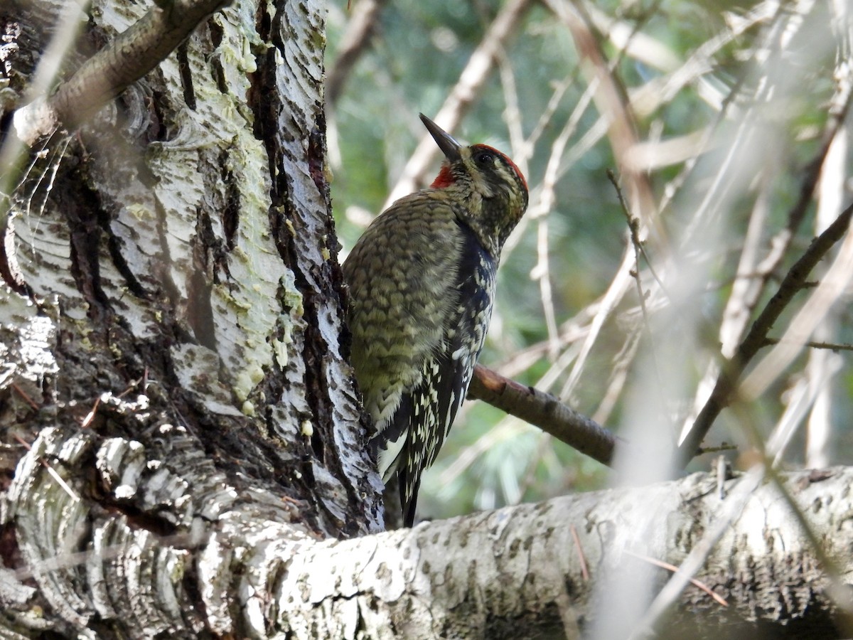 Rotnacken-Saftlecker - ML645482478