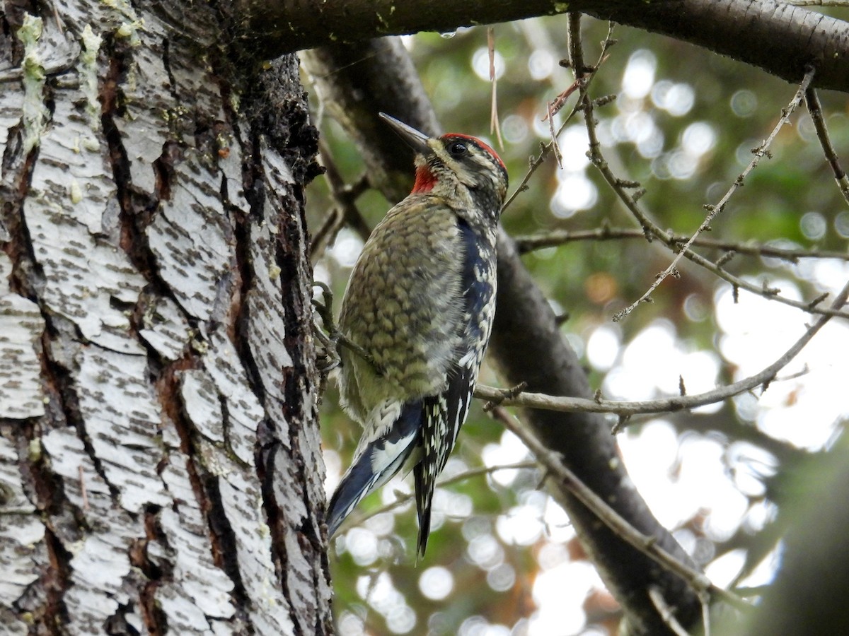 Rotnacken-Saftlecker - ML645482479