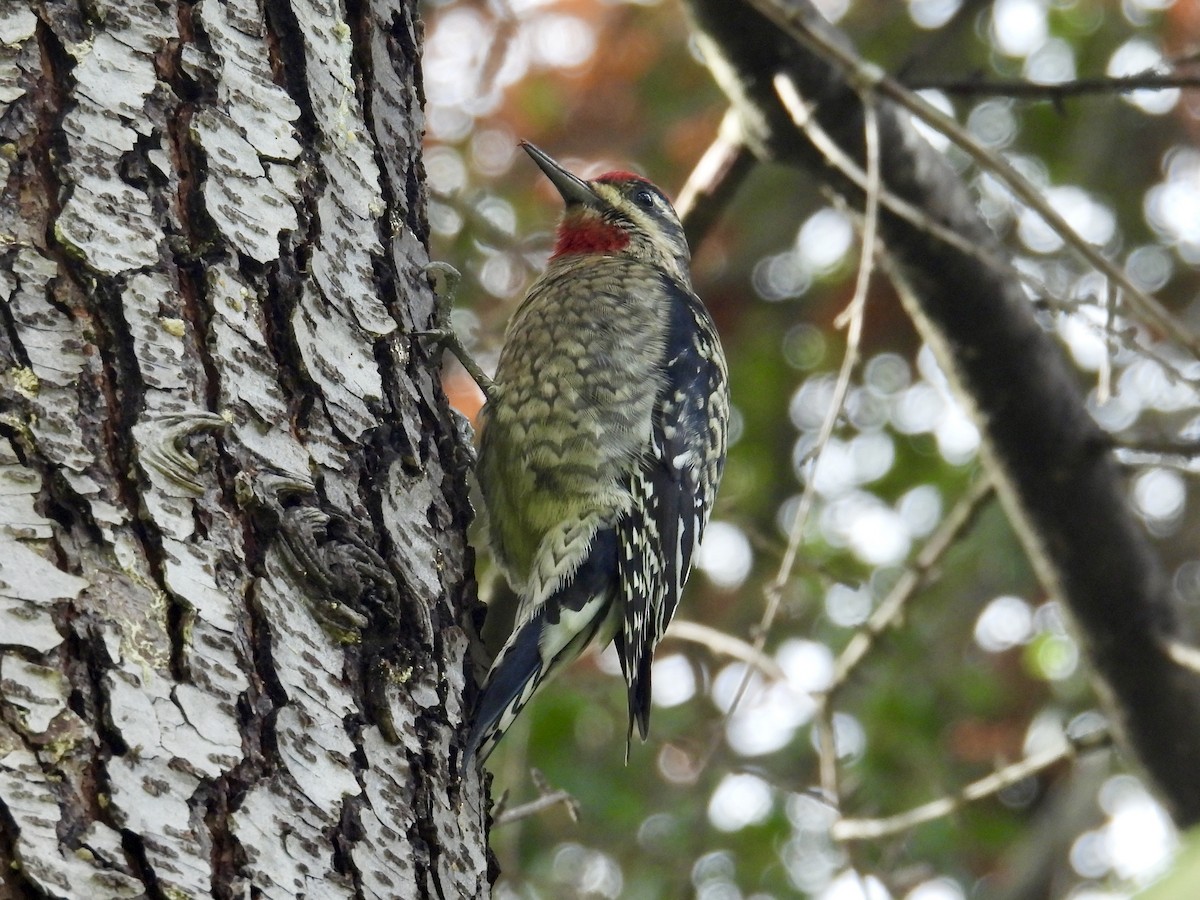 Rotnacken-Saftlecker - ML645482480