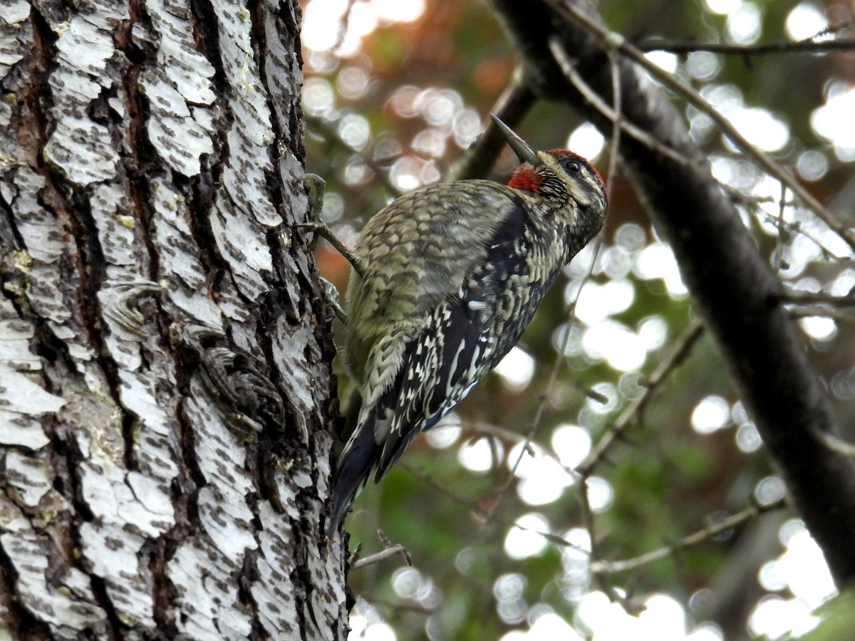 Rotnacken-Saftlecker - ML645482481