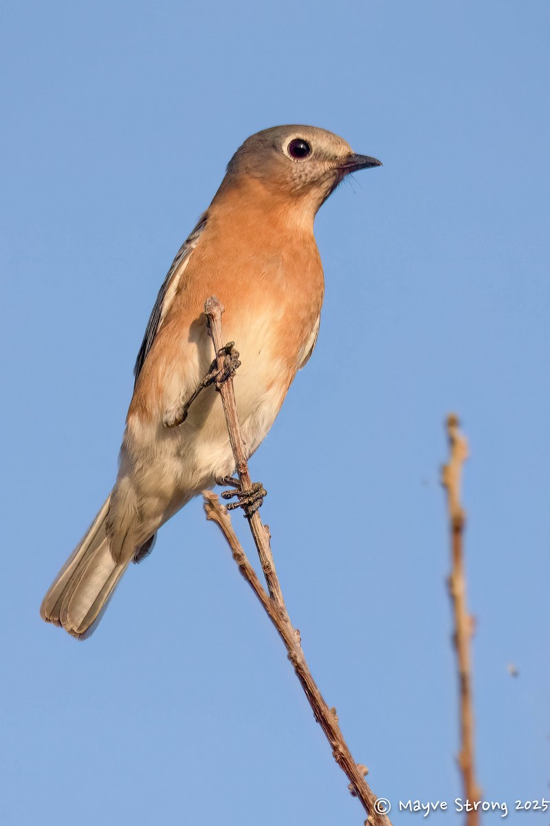 Eastern Bluebird - ML645482502