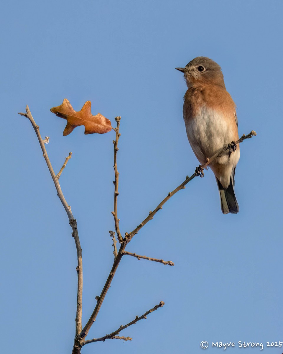 Eastern Bluebird - ML645482504