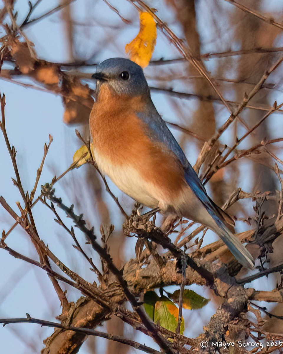 Eastern Bluebird - ML645482505