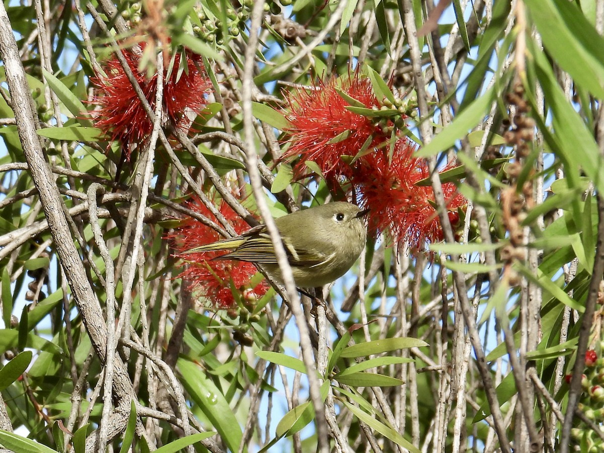 Ruby-crowned Kinglet - ML645482511