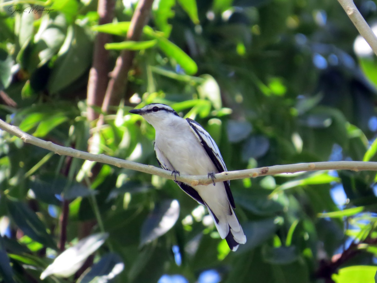 Pied Triller - ML645482516