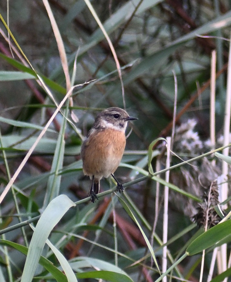 European Stonechat - ML645482531
